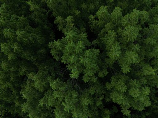 Top view of forest during a rain storm