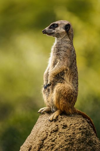 A cute meerkat perched atop a large, grey rock in its natural habitat