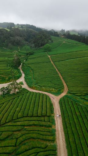 A winding road stretches through a lush green tea plantation in the Philippines