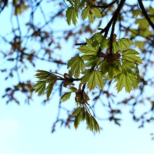 A vertical shot of maple leaves on branches