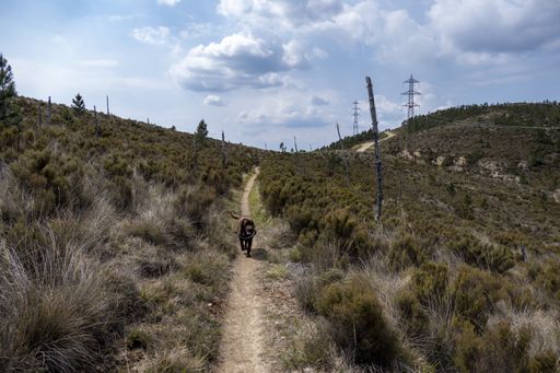 A cute little dog running along a narrow road on a hill full of bushes and grass