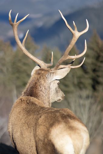 A back shot of a deer with long antlers