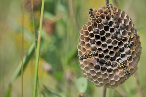 A scene of honey bees emerging from a honeycomb hive suspended from a tree
