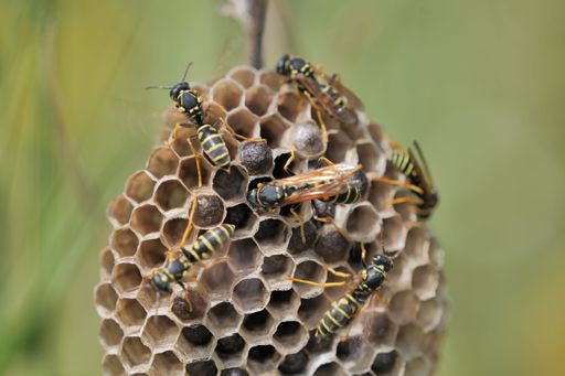 A closeup of a bee hive perched on a honeycomb
