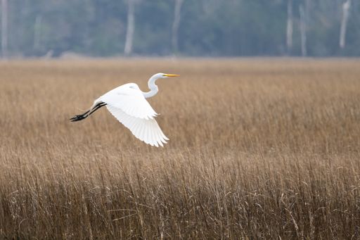 A selective focus of a great egret flying over dried grass in a wetland