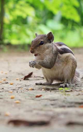 A vertical shot of a cute chipmunk enjoying a snack of nuts in a park setting