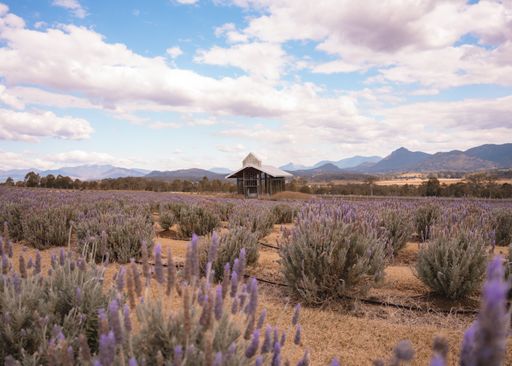 The idyllic Kooroomba lavender farm with beautiful pink clouds in the sky above it