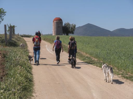 A group of young hikers with their dogs walking and admiring beautiful Toledo, Spain