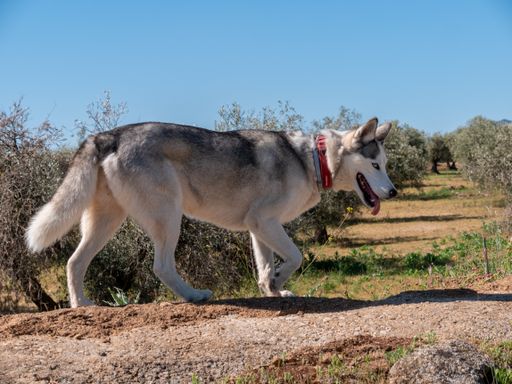 A beautiful husky on green field
