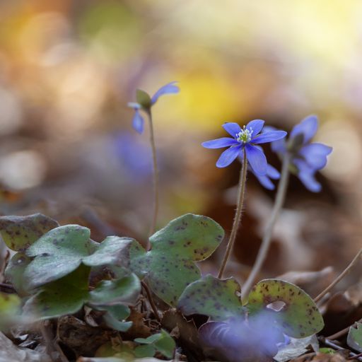 A selective focus shot of blue blooming Liverwort in the forest