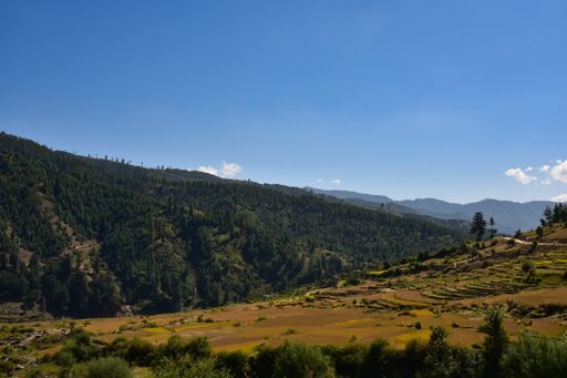 A beautiful landscape with fresh green trees under a blue sky