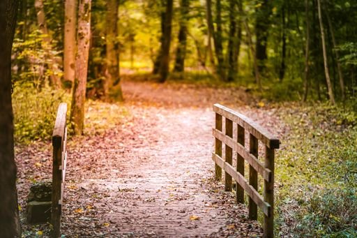 Small wooden fences in a forest surrounded by greenery under the sunlight with a blurry background
