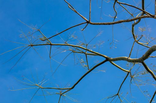 A closeup shot of dried branches on a blue background