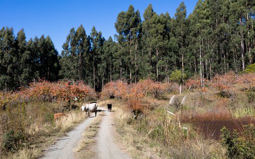 A cattle walking through a road in a forest