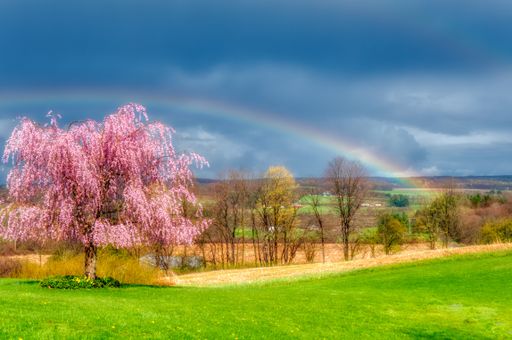 A stunning rainbow over a pink tree at a grassy field in Venango, Pennsylvania