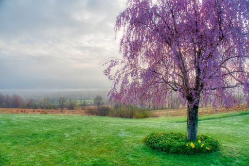 A lone pink tree on a well-kept field under a cloudy sky in Venango, Pennsylvania