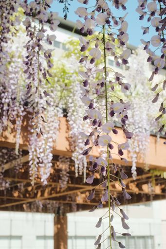 A selective focus shot of flowering wisteria plants