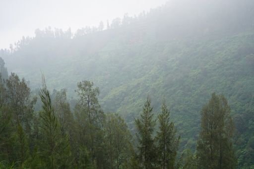 A stunning view of lush green trees on a grassy mountain slope during a foggy morning