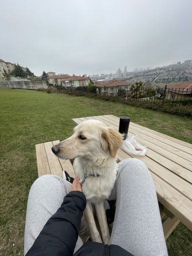A vertical shot of a cute mongrel standing between its parent's legs outdoors
