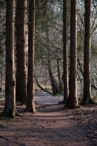 A vertical shot of dirt path through the woods on a sunny day