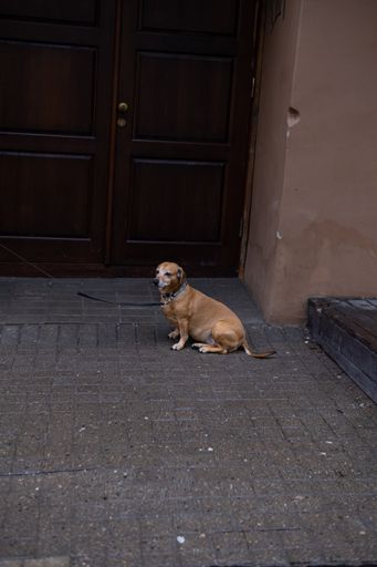 A vertical shot of a dog sitting on the street in front of a building