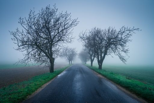 A landscape of a road in a field covered in greenery and fog during the rain in the countryside