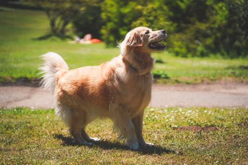 A cute domestic Golden retriever smiling and standing on the grass on a sunny day at  golden gate park, SF CA