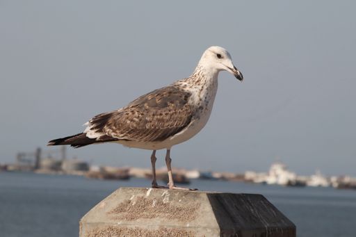 A selective focus shot of a seagull bird on the rock near the sea