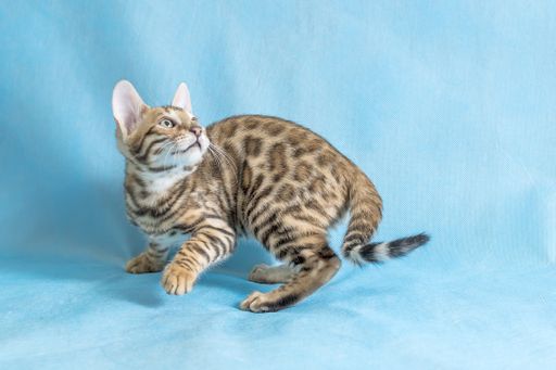 A studio shot of a cute bengal kitten looking up with blue background