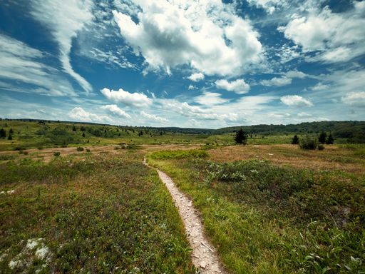 A scenic pathway winding along a grassy field. Dolly Sods, West Virginia.