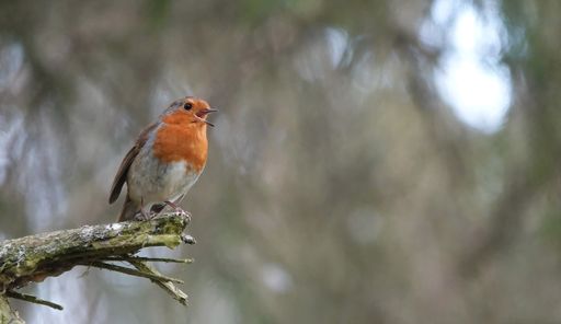 A singing European robin redbreast standing on a branch in the woods with blurred background