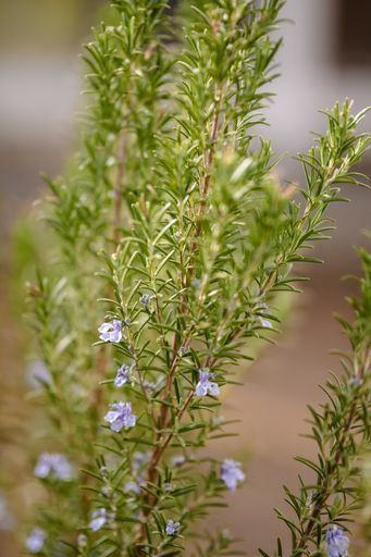 A selective focus of Rosemary plant growing in a backyard