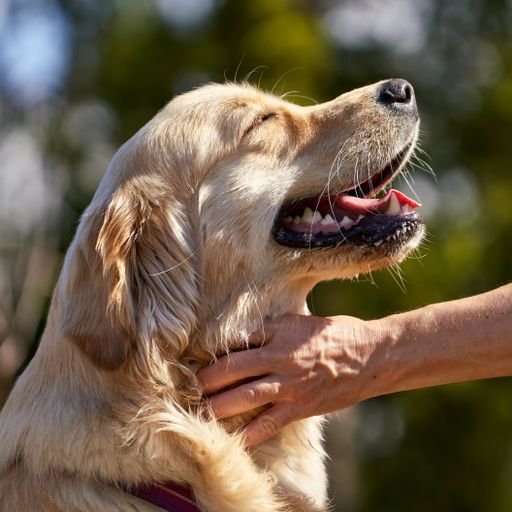 The golden retriever being pet - loyal partner friend for a life