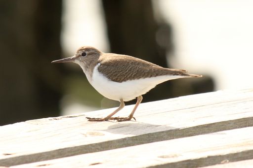 A closeup shot of a white and brown bird with long beak on a wooden surface and blurry background