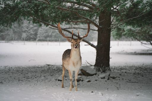 A closeup shot of a fallow deer standing under the tree on the snowy ground