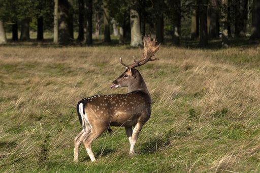 A closeup shot of a cute small deer with beautiful horns standing in the valley