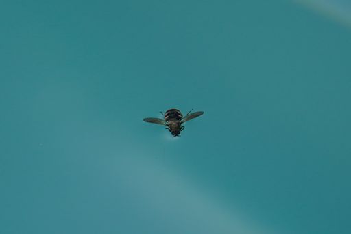 A low angle shot of a fly flying with blue sky in the background