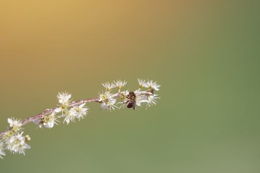 A closeup shot of a branch of white flowers with a pollinating bee on a blurred background