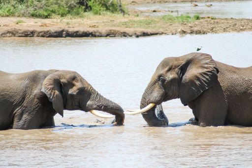 Two elephants looking at each other in a river surrounded by greenery under the sunlight