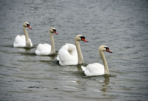 A selective focus shot of white swans in the water