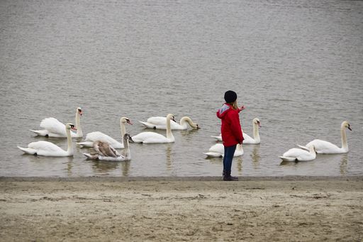 Novi Sad, Serbia, January 6th 2013. -  Girl counting swans on the river near thesnowy  bank in winter