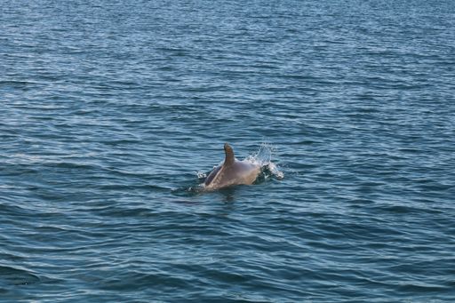 A bottlenose dolphin swimming in the sea under the sunlight at daytime
