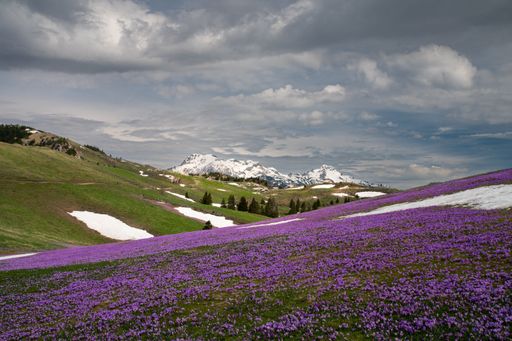 A scenic view of rural houses in a field of purple snowball flowers in snow