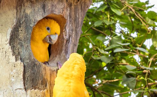 A closeup shot of a Golden parakeet couple on a tree