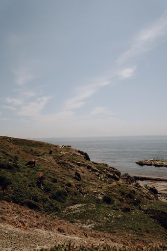 A group of cows grazing on a grassy hill near the seashore in Tarifa, Spain