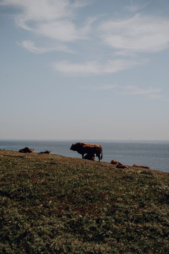 A vertical shot of a cattle grazing in the mountains