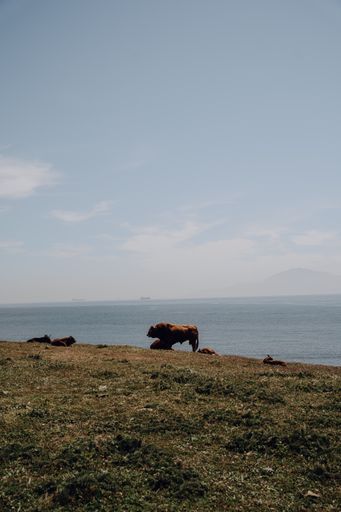 A vertical shot of a cattle grazing in the mountains