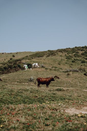 A vertical shot of a cattle grazing in the mountains