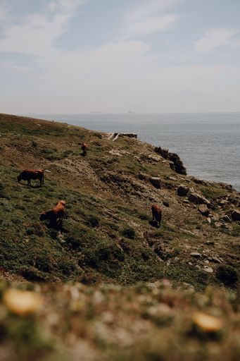 A group of cows grazing on a grassy hill near the seashore in Tarifa, Spain