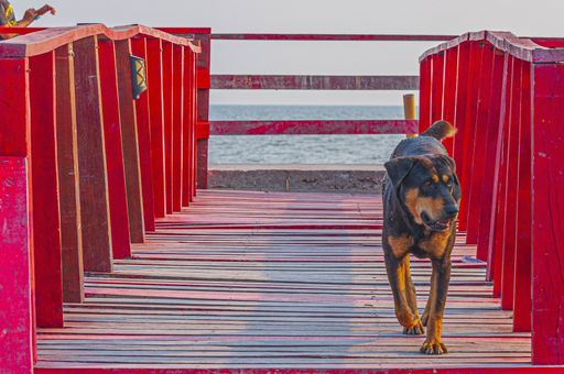 A dog walking on Red Boardwalk bridge in Mueang Samut Sakhon District, Thailand